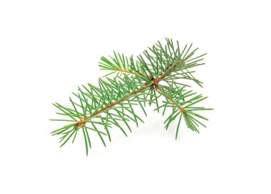 beyaz zemin üzerinde Noel ağacının dalını