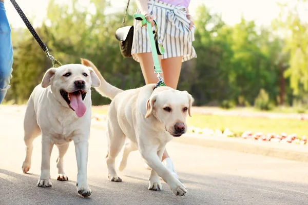 Ägare Promenader Deras Labrador Retrievers Utomhus Solig Dag — Stockfoto