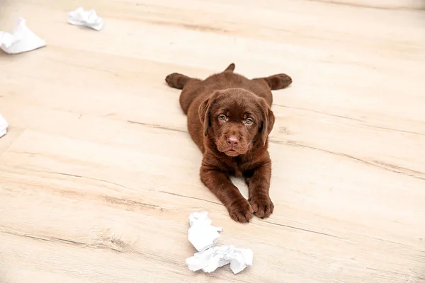 Mischievous Chocolate Labrador Retriever Puppy Torn Paper Floor — Stock Photo, Image