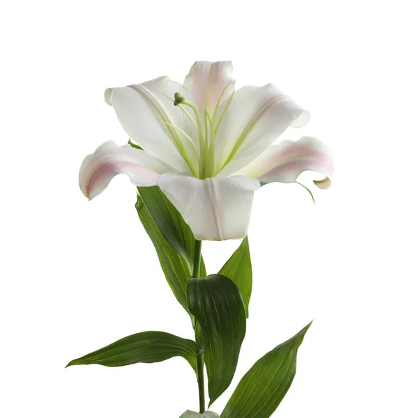 Beautiful Blooming Lily Flower White Background — Stock Photo, Image