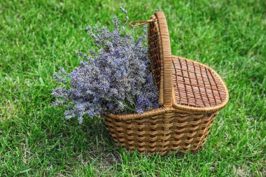 Hasır sepet ile lavanta çiçekleri yeşil çimenlerin üzerinde