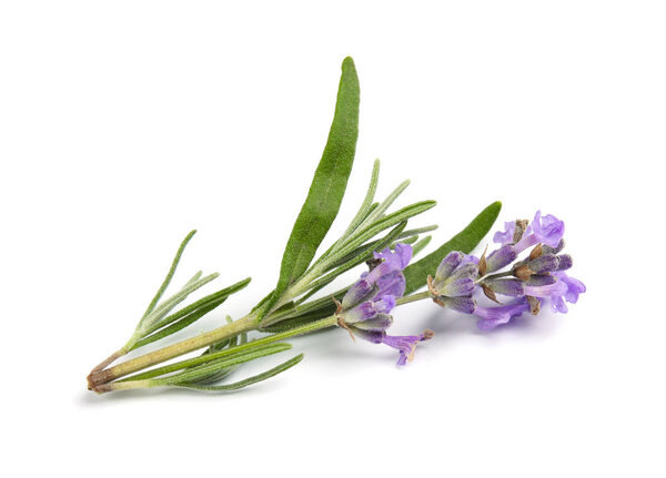 Beautiful blooming lavender flower on white background