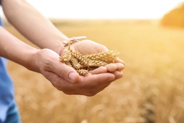 Buğday Taneleri Alanında Closeup Olan Kadın Tahıl Tarım — Stok fotoğraf