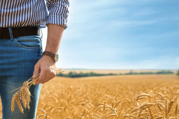 Young Man Spikes Grain Field Cereal Farming — Stock Photo, Image