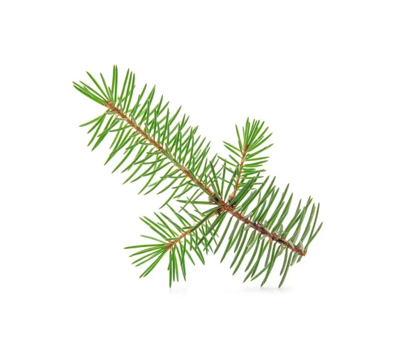 Ramo Árvore Natal Fundo Branco — Fotografia de Stock