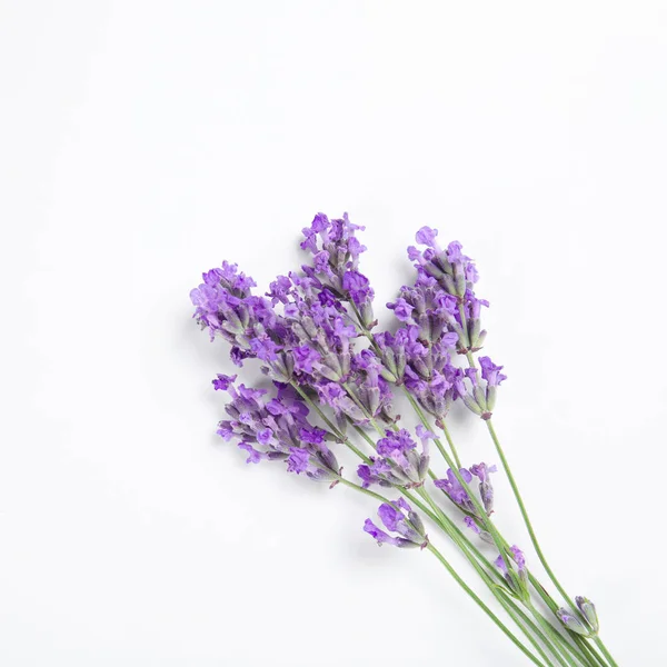 Gyönyörű Virágzó Levendula Virágok Fehér Háttér — Stock Fotó