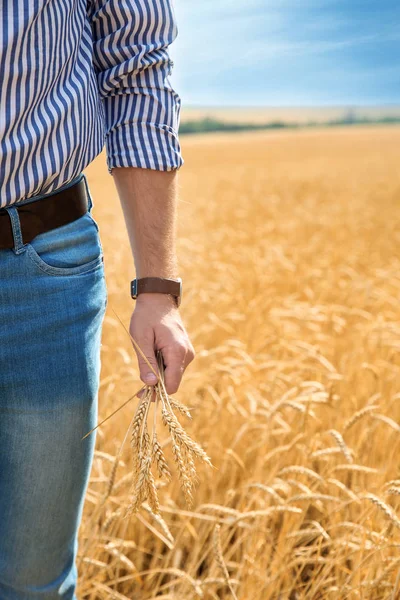 Young Man Spikes Grain Field Cereal Farming — Stock Photo, Image