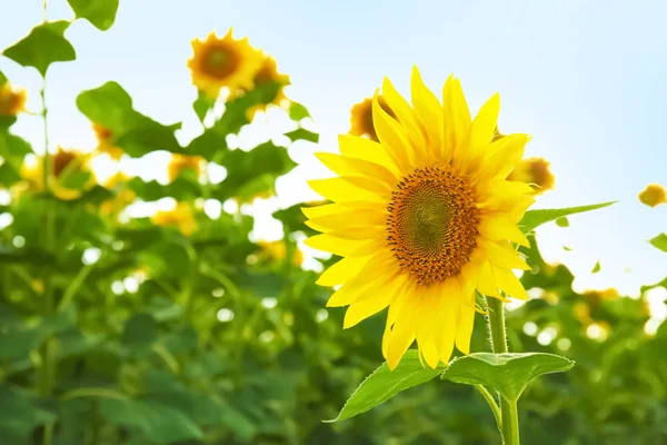 Tournesol Jaune Dans Champ Été Gros Plan — Photo