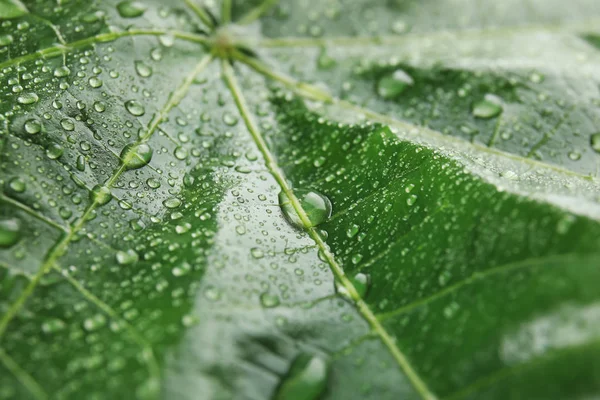 Folha Verde Bonita Com Gotas Água Close — Fotografia de Stock