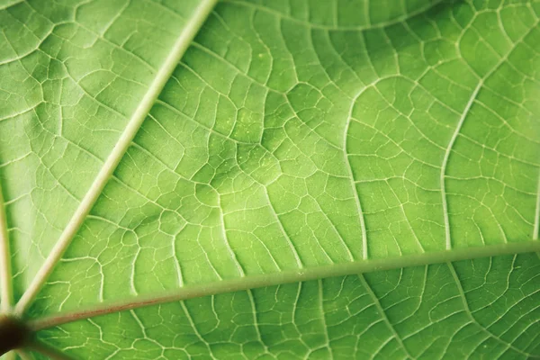 Bela Folha Verde Fresca Como Fundo Close — Fotografia de Stock