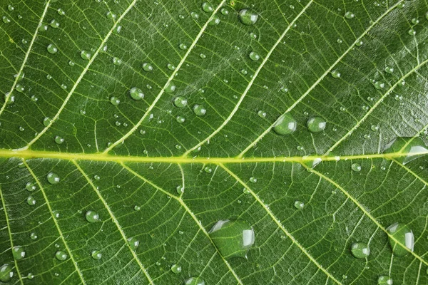 Hermosa Hoja Verde Con Gotas Agua Primer Plano —  Fotos de Stock