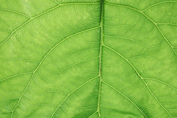 Hermosa Hoja Verde Fresca Como Fondo Primer Plano —  Fotos de Stock