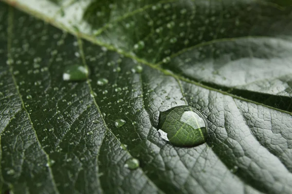 Piękny Zielony Liść Wody Spada Zbliżenie — Zdjęcie stockowe