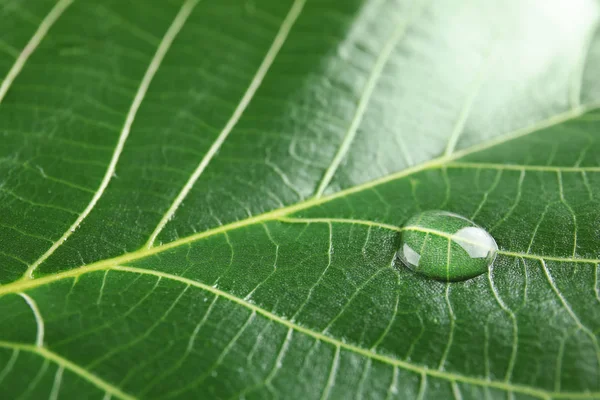 Beautiful Green Leaf Water Drop Closeup — Stock Photo, Image