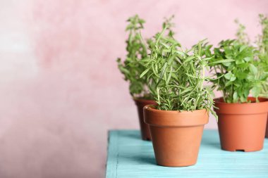 Tablo renkli arka plan üzerinde taze biberiye ile tencere