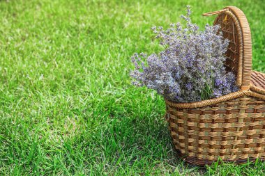 Hasır sepet ile lavanta çiçekleri yeşil çimenlerin üzerinde