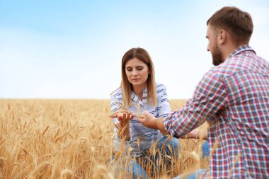 Genç Ziraat tahıl alanda. Tahıl tarım