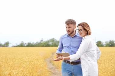 Genç Ziraat tahıl alanda. Tahıl tarım