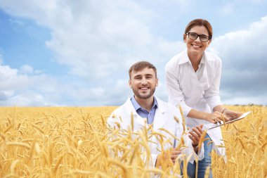 Genç Ziraat tahıl alanda. Tahıl tarım