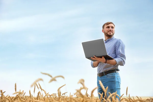 Young agronomist with laptop in grain field. Cereal farming