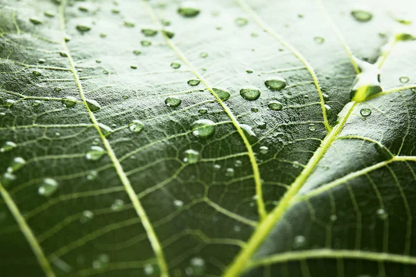 Folha Verde Bonita Com Gotas Água Close — Fotografia de Stock