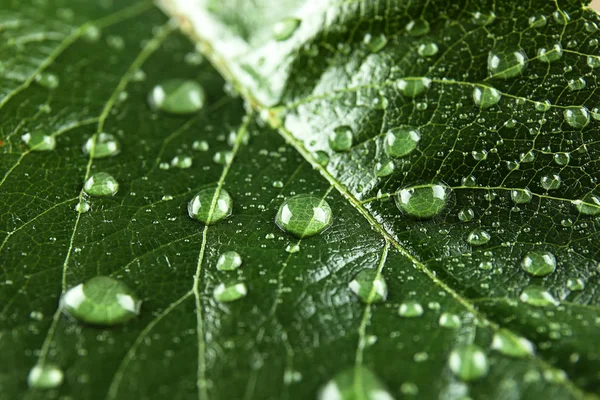 Vackra Gröna Blad Med Vatten Droppar Närbild — Stockfoto