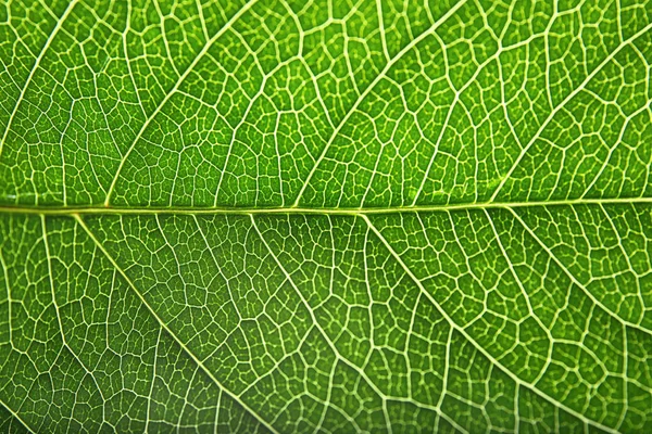 Красивий Свіжий Зелений Лист Фон Крупним Планом — стокове фото