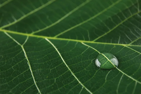 Beautiful Green Leaf Water Drop Closeup — Stock Photo, Image