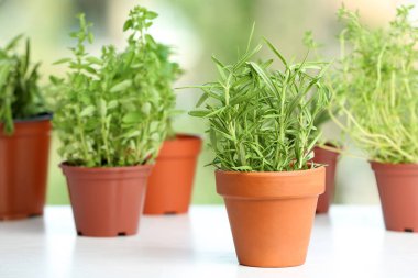 Tablo arka plan bulanık karşı taze biberiye ile tencere