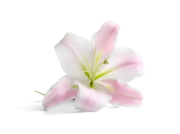 Красивый Цветущий Цветок Лилии Белом Фоне — стоковое фото