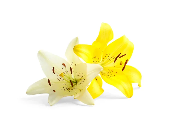 Όμορφα Ανθισμένα Λουλούδια Κρίνο Λευκό Φόντο — Φωτογραφία Αρχείου