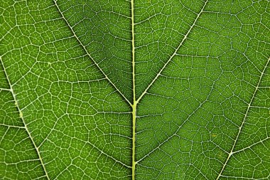 Arka plan, closeup olarak güzel taze yeşil yaprak