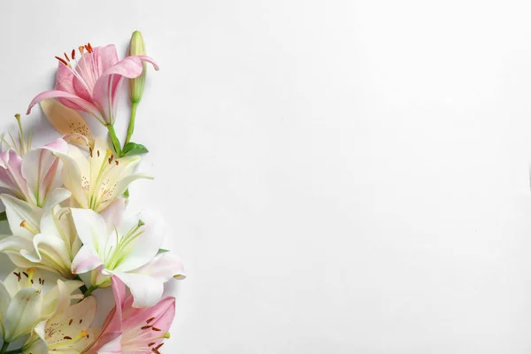 Composición Con Hermosas Flores Lirio Flor Sobre Fondo Blanco —  Fotos de Stock