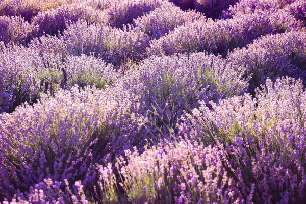 Krásné Rozkvetlé Levandule Poli Letním Dni — Stock fotografie