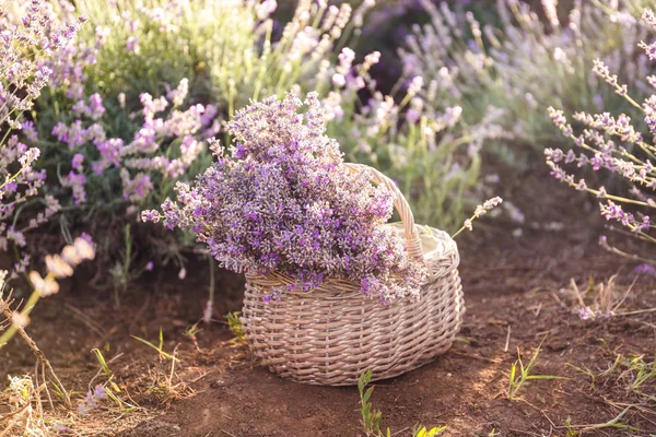 Basket Beautiful Blooming Lavender Field — Stock Photo, Image