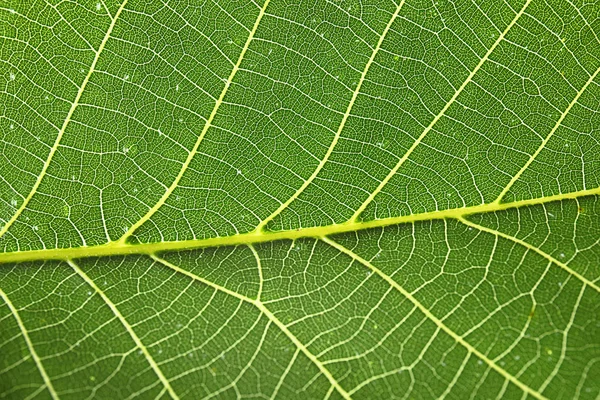 Hermosa Hoja Verde Fresca Como Fondo Primer Plano —  Fotos de Stock