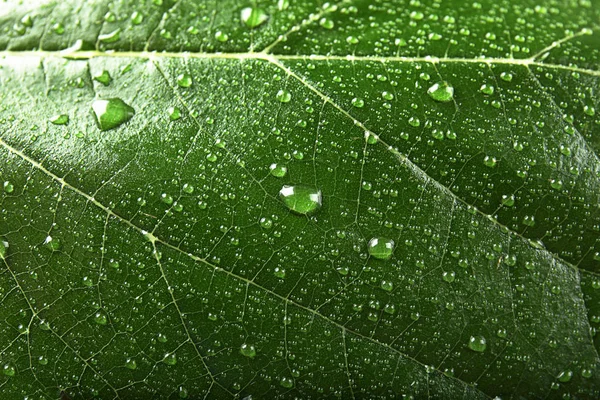 Hermosa Hoja Verde Con Gotas Agua Primer Plano —  Fotos de Stock