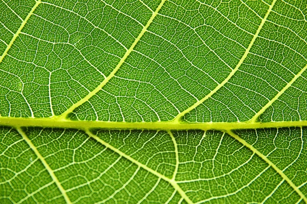 Bela Folha Verde Fresca Como Fundo Close — Fotografia de Stock