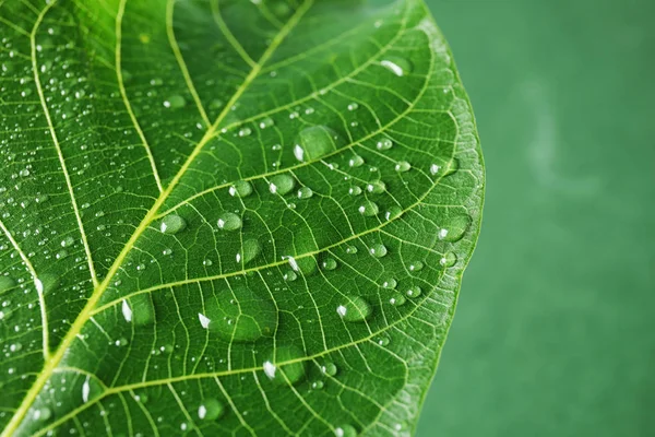 Beautiful Green Leaf Water Drops Closeup — Stock Photo, Image