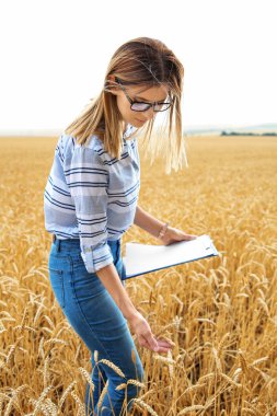 Pano tahıl alanda ile genç ziraat mühendisi. Tahıl tarım