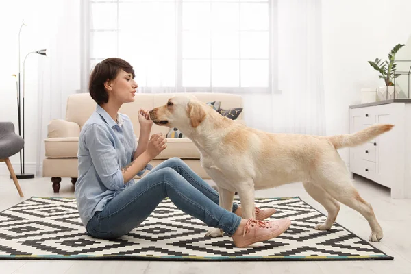 Adorable Labrador Amarillo Recuperador Con Propietario Casa — Foto de Stock