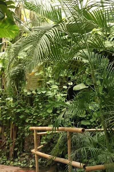 Belles Plantes Exotiques Aux Feuilles Vertes Dans Jardin Tropical — Photo
