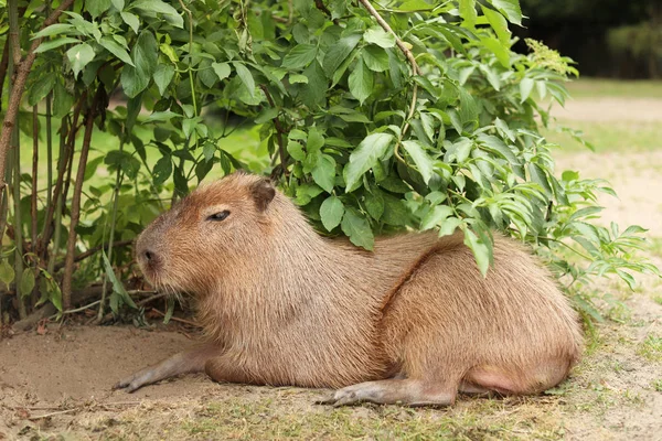 Schöne Wasserschweine Ruhen Der Nähe Von Grünem Strauch Freien — Stockfoto