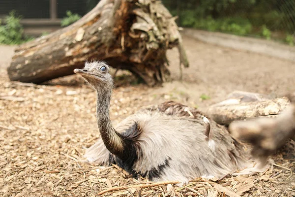 Lindo Avestruz Jardín Zoológico Pájaro Exótico —  Fotos de Stock