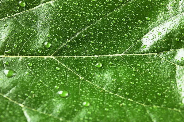 美丽的绿叶与水滴 — 图库照片