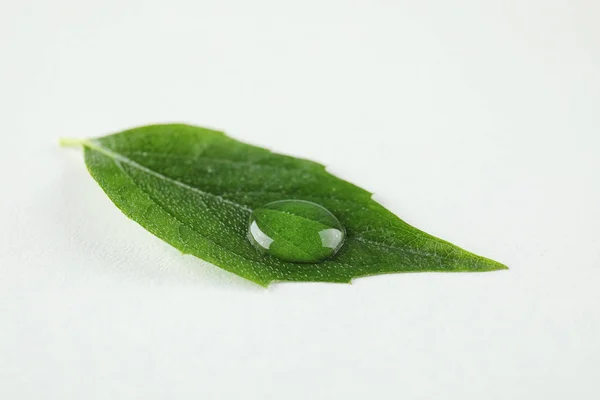 Piękny Zielony Liść Wody Upuść Białym Tle — Zdjęcie stockowe