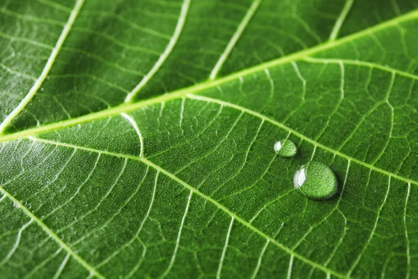 Beautiful Green Leaf Water Drops Closeup — Stock Photo, Image