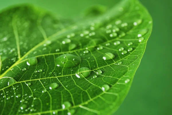 Beautiful Green Leaf Water Drops Closeup — Stock Photo, Image