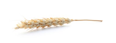 Beyaz arka plan üzerinde spikelet. Sağlıklı tahıl ve tahıl