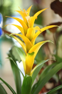 Güzel çiçek bromelia çiçek arka plan bulanık. Tropikal bitki